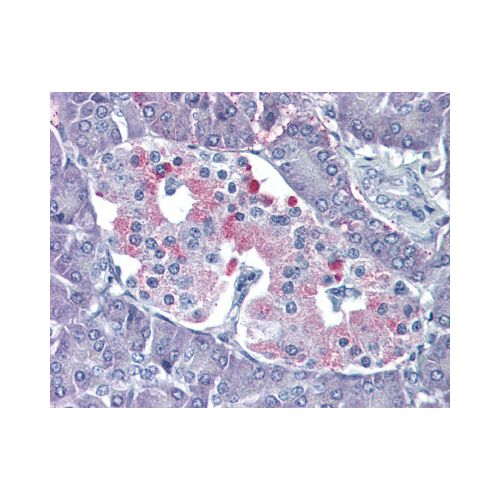 P2RY4 / P2Y4 (Internal) antibody