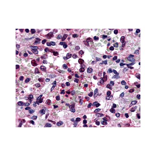 P2RY6 / P2Y6 (C-Terminus) antibody