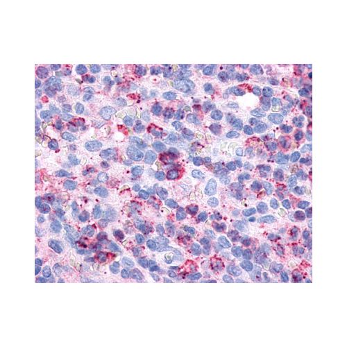 P2RY6 / P2Y6 (Cytoplasmic Domain) antibody