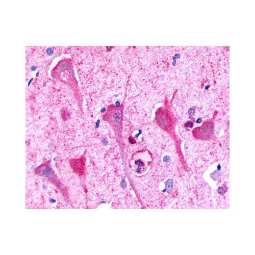 P2RY8 / P2Y8 (Cytoplasmic Domain) antibody