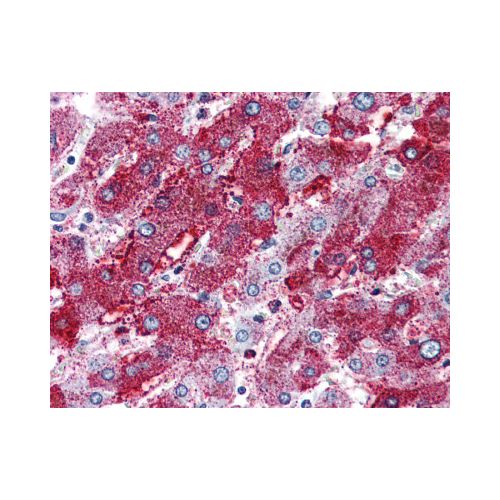 PACE4 (Internal) antibody
