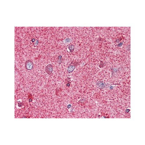 PAK7 (Internal) antibody