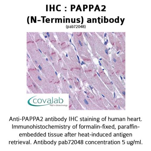 PAPPA2 (N-Terminus) antibody