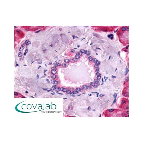PAR-2 (C-Terminus) antibody