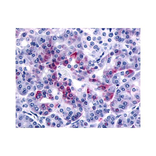 PAR-2 (N-Terminus) antibody