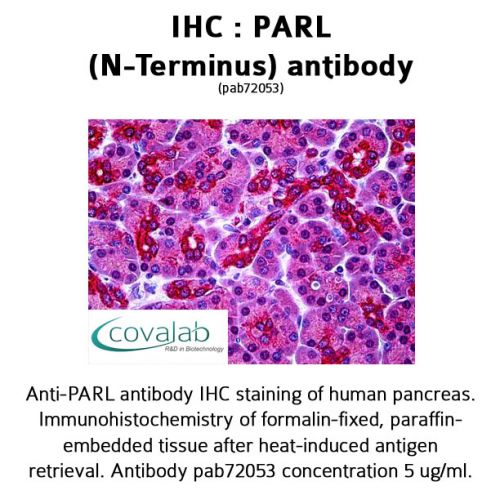 PARL (N-Terminus) antibody