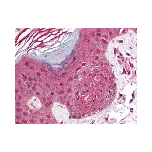 PD1 (C-Terminus) antibody