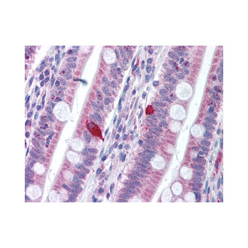 PD1 (Internal) antibody
