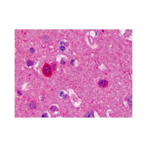 nNOS / NOS1 (aa1422-1433) antibody