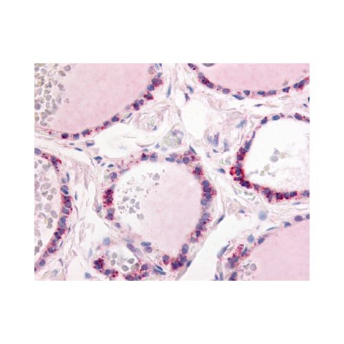 PDE1C (C-Terminus) antibody