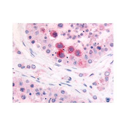 PDE3A (N-Terminus) antibody