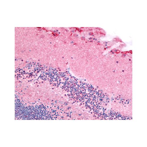 PDE6A / PDE6 Alpha (N-Terminus) antibody