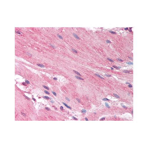 HRH1 / Histamine H1 Receptor (C-Terminus) antibody