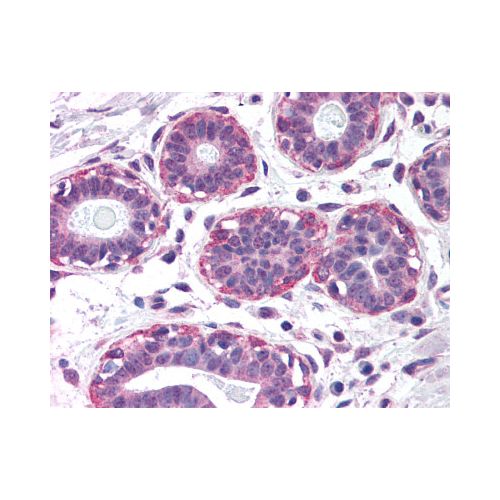 NET1 (Internal) antibody