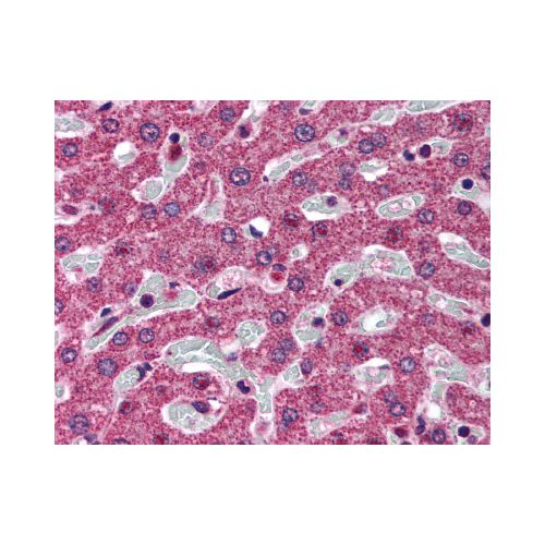 SRD5A1 (N-Terminus) antibody