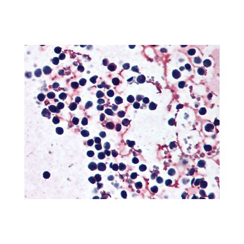 NLRP3 (Internal) antibody