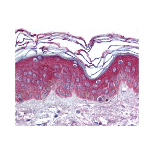 ARHGEF11 (aa1-50) antibody