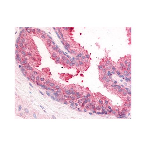 PDE8A (N-Terminus) antibody