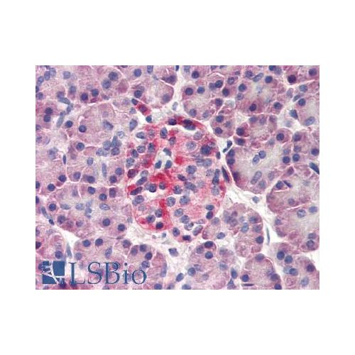 DERL3 (N-Terminus) antibody
