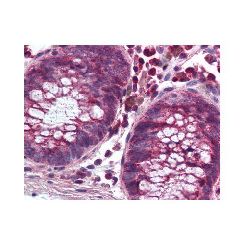 NOX1 (C-Terminus) antibody