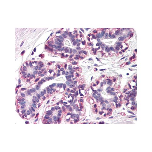 RAMP3 (N-Terminus) antibody