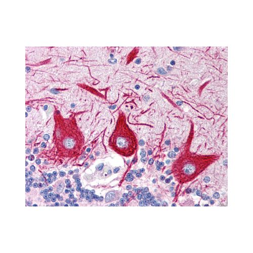SLC15A1 (C-Terminus) antibody