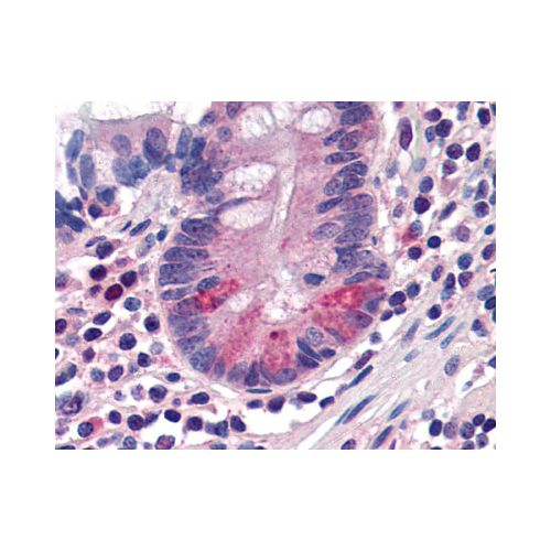 SLC15A1 (C-Terminus) antibody