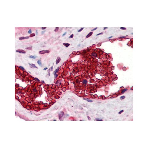 Band 3 (N-Terminus) antibody