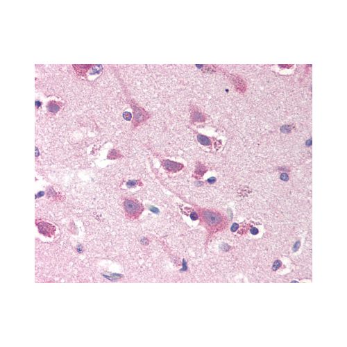 SMOC2 (N-Terminus) antibody