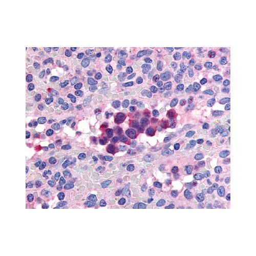 PDE9A (Internal) antibody