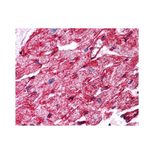 CAV1 / Caveolin (Internal) antibody