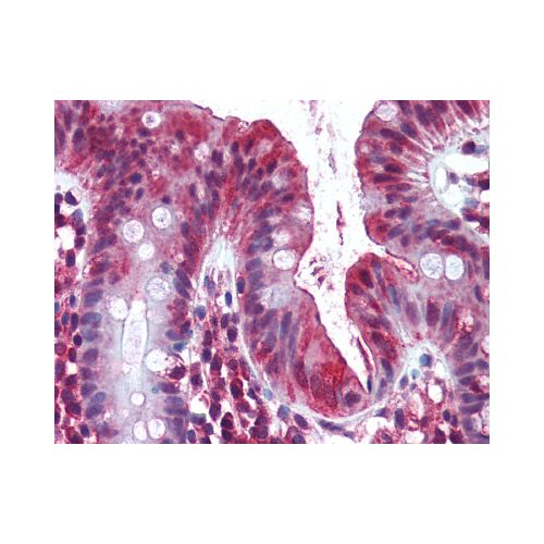 OLFM4 (aa400-450) antibody