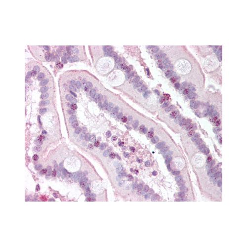 RTEL1 (N-Terminus) antibody