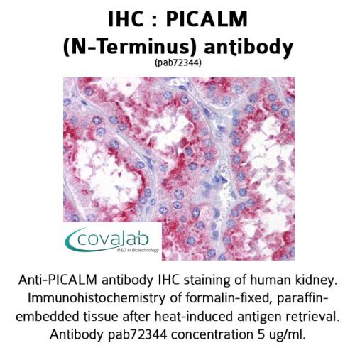 PICALM (N-Terminus) antibody