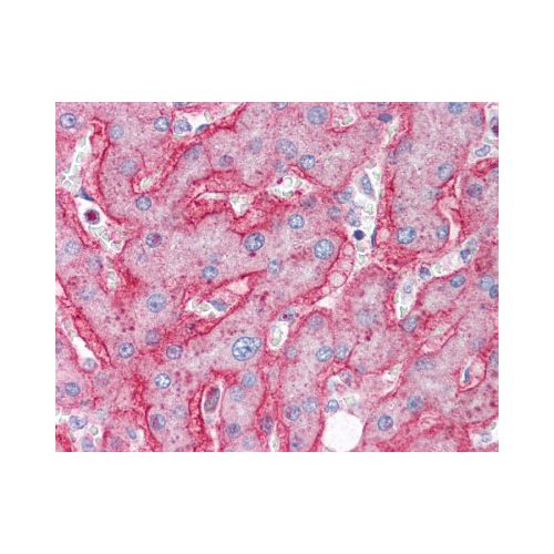 ENPP1 (C-Terminus) antibody