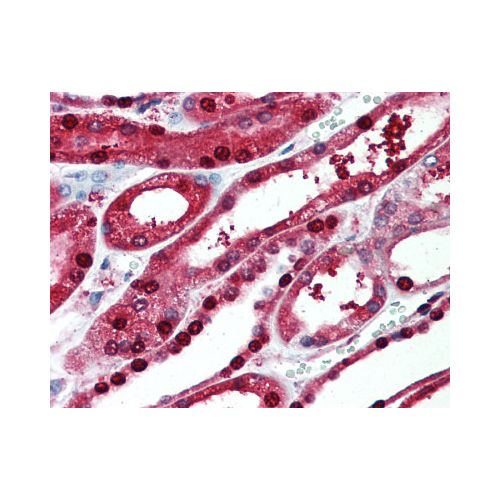 PIGR (Cytoplasmic Domain) antibody