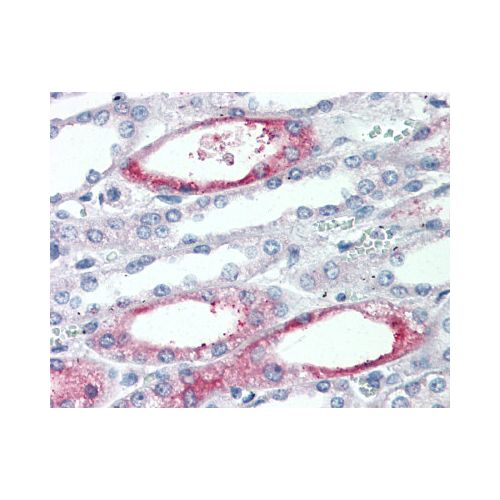 PIGR (Extracellular Domain) antibody