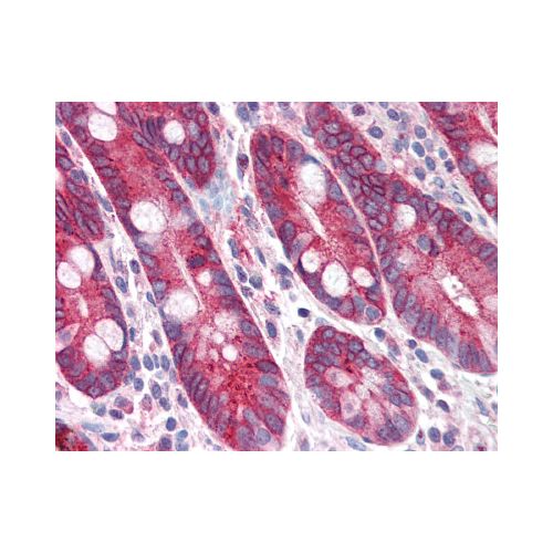 PIGR (Internal) antibody