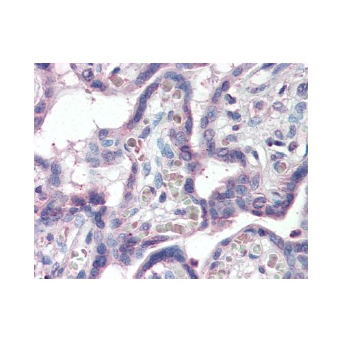 SLC12A4 (Internal) antibody
