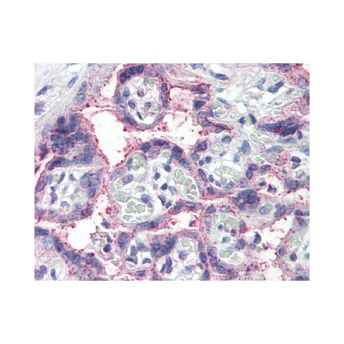 NOTCH3 (C-Terminus) antibody