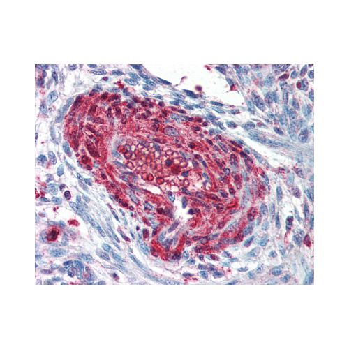 S100A4 / FSP1 (C-Terminus) antibody
