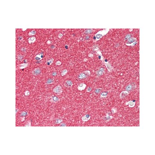 SNAP25 (C-Terminus) antibody