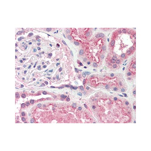 OGG1 (Internal) antibody