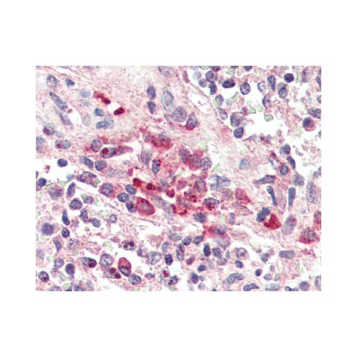 TREM2 (C-Terminus) antibody