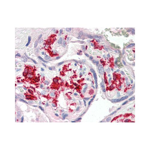 AIF1 / IBA1 (aa42-56) antibody