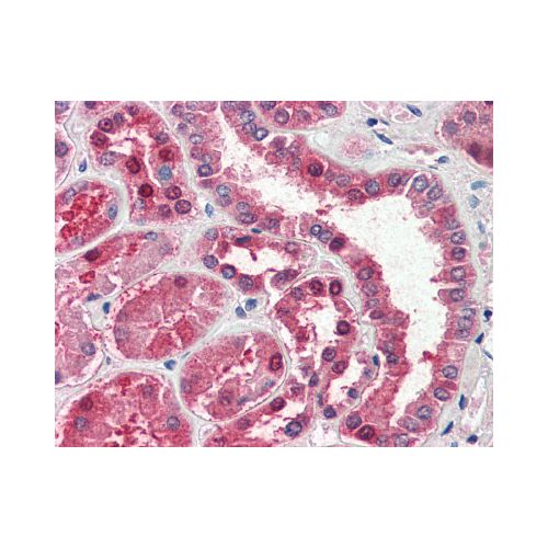 GOT1 (aa157-167) antibody
