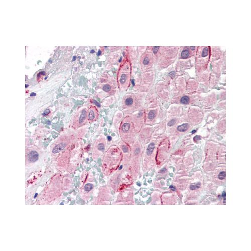 Osteopontin (C-Terminus) antibody