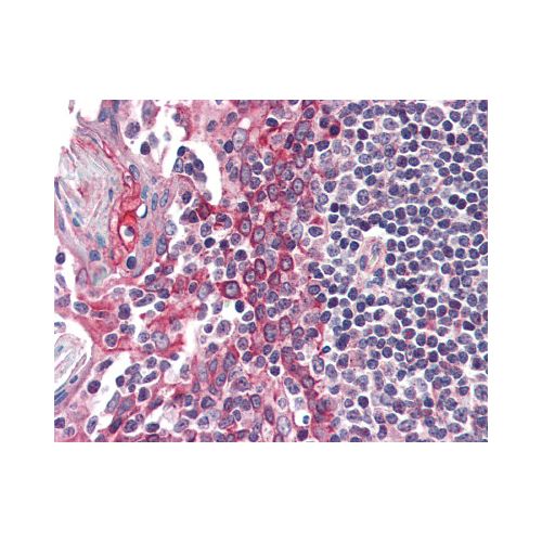 CSNK1E (C-Terminus) antibody
