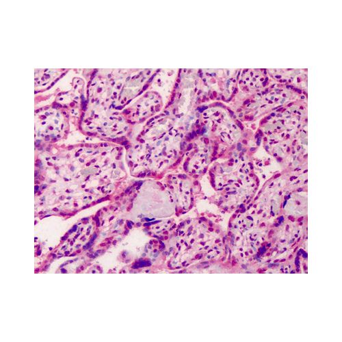GDF15 (C-Terminus) antibody
