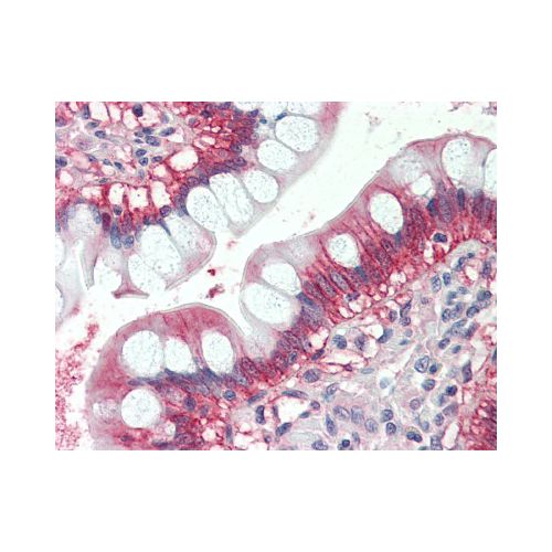 NRAS (Internal) antibody